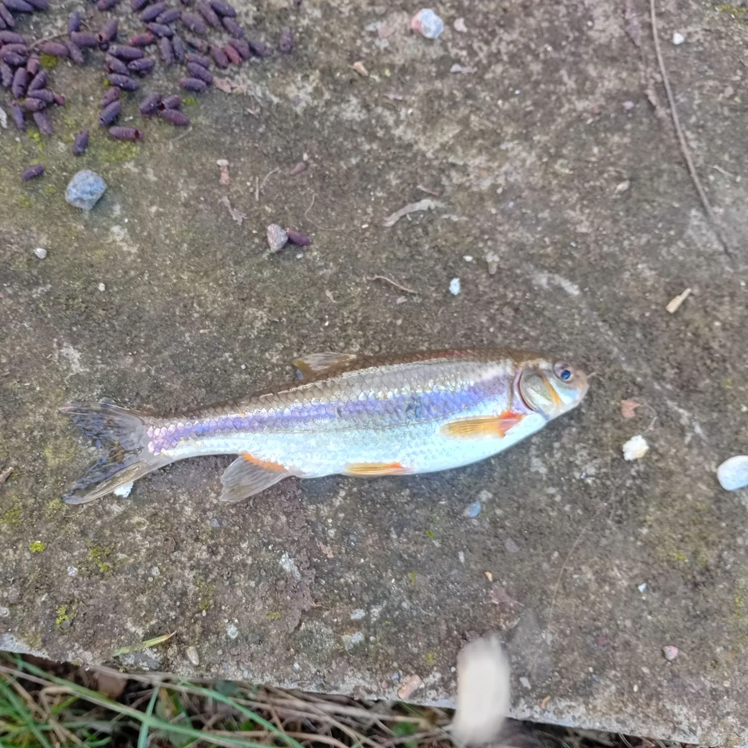 The most recent Golden redhorse catches on Fishbrain