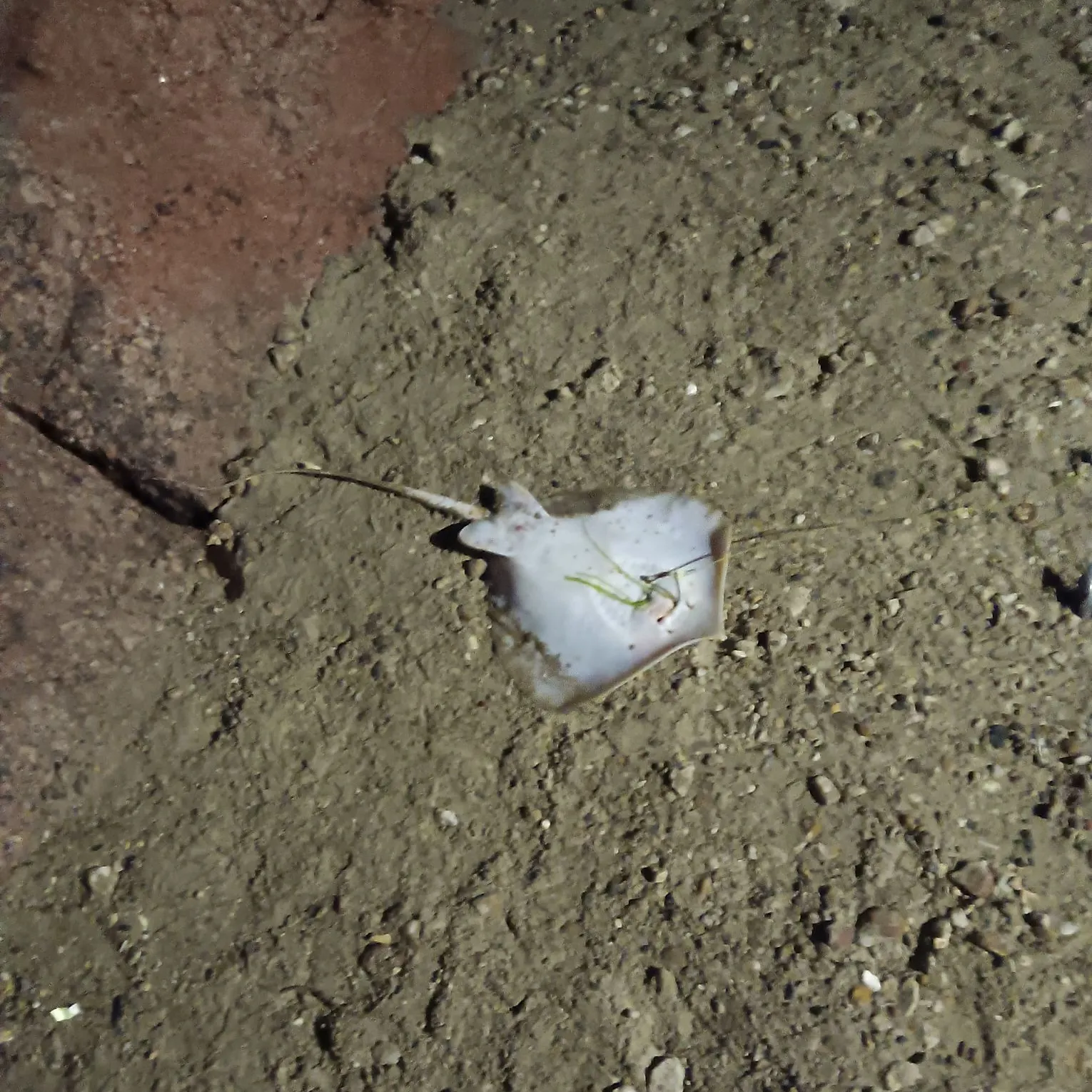 The most recent Common stingaree catches on Fishbrain