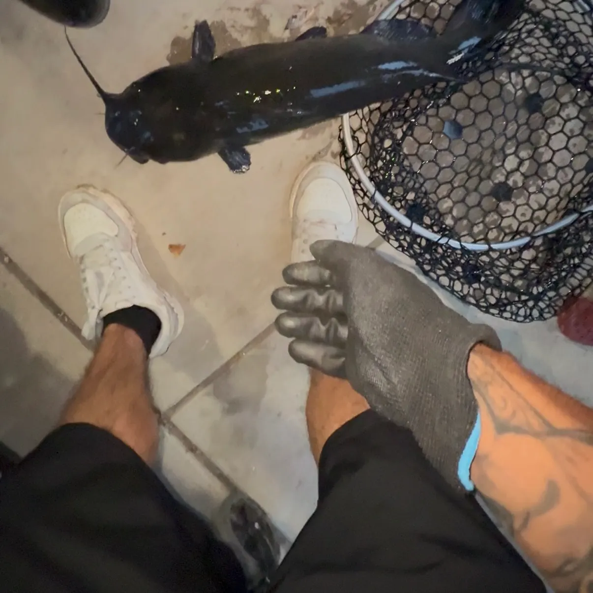 Channel catfish caught on Fishbrain