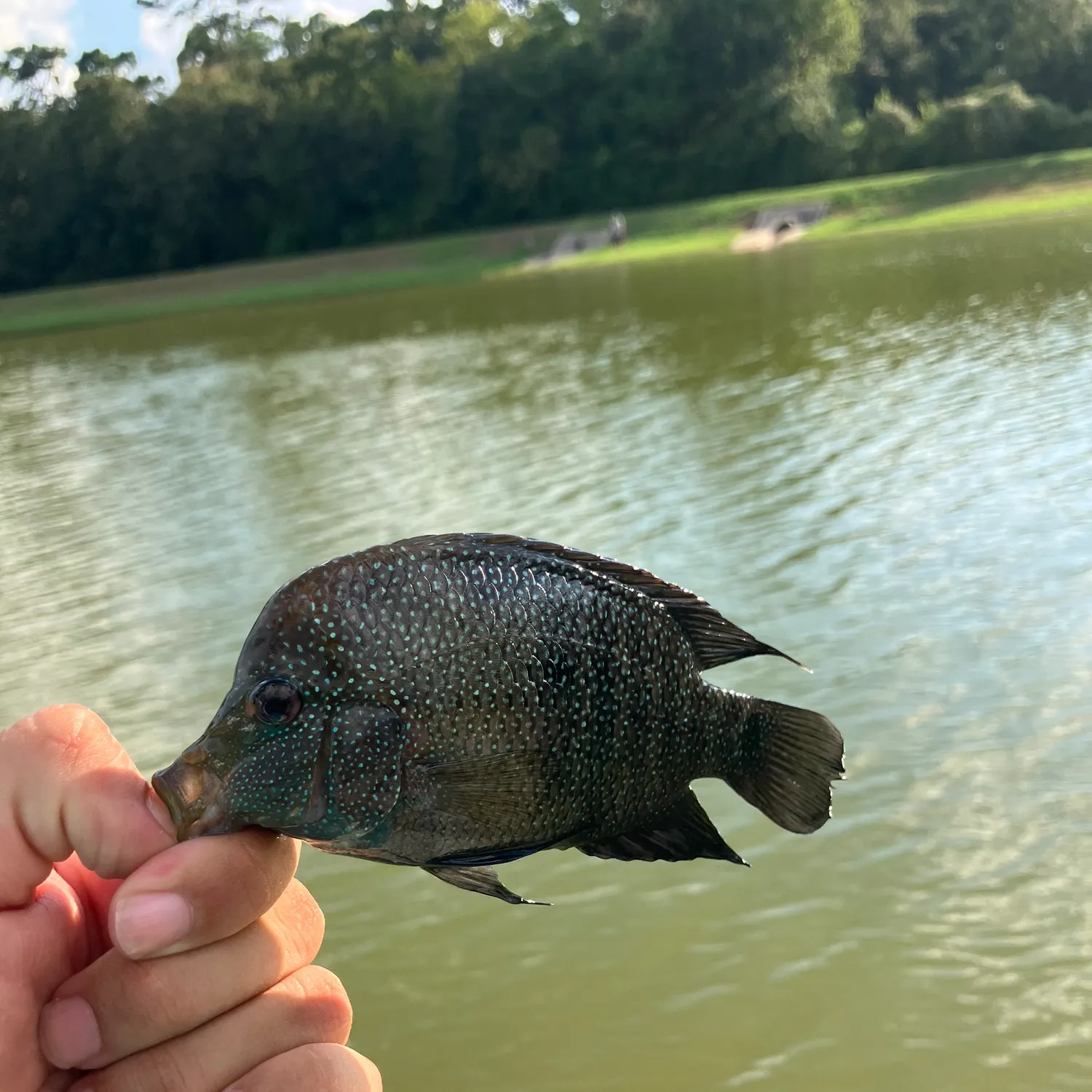 Rio Grande cichlid caught on Fishbrain
