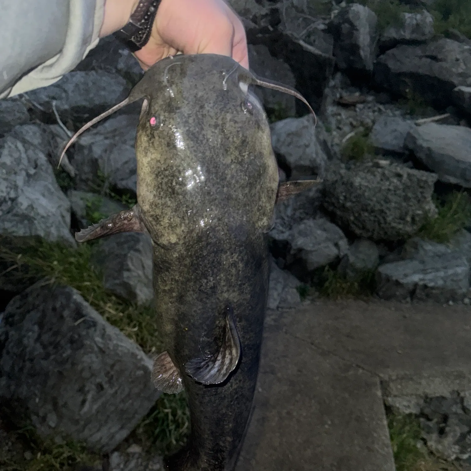 Flathead catfish caught on Fishbrain