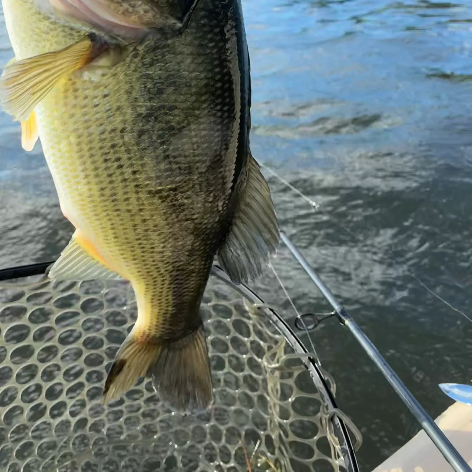 Largemouth bass caught on Fishbrain