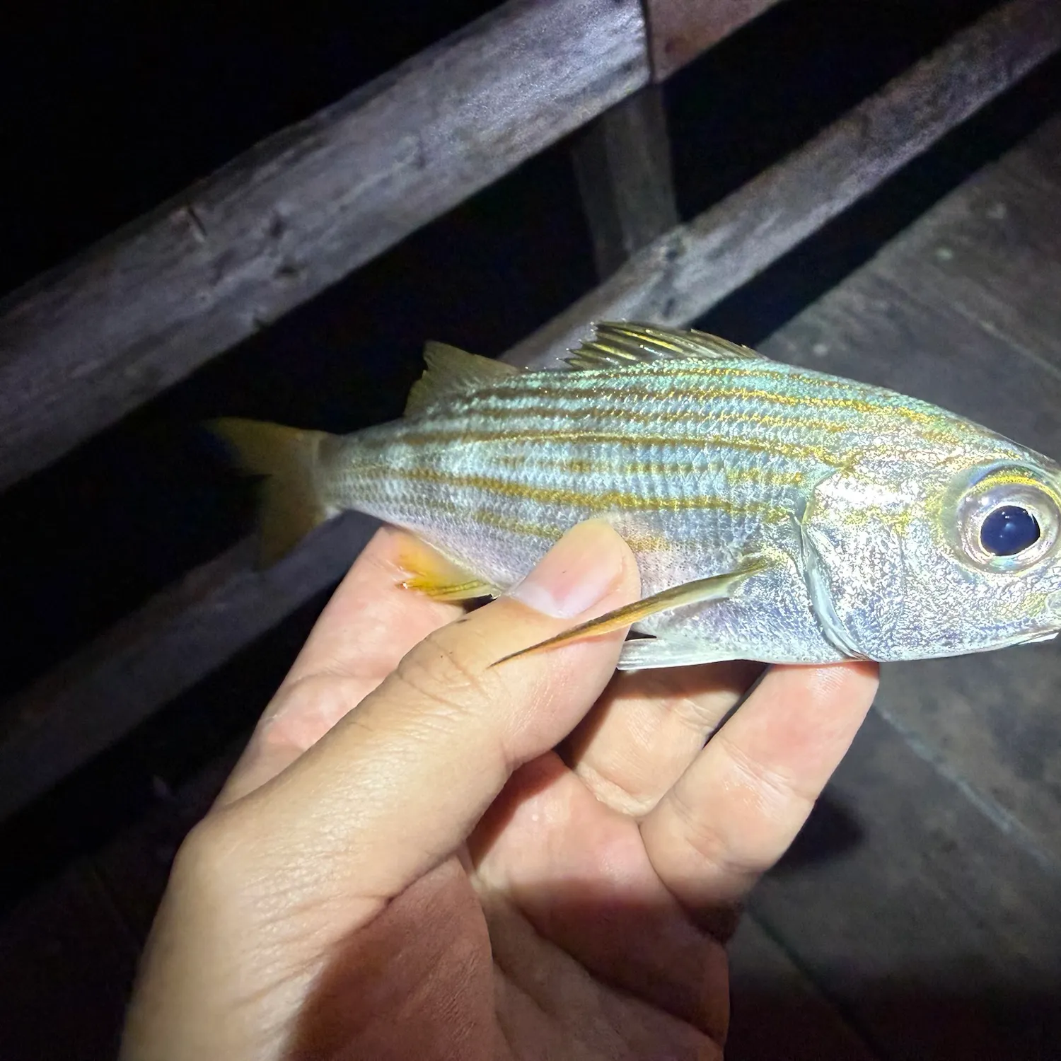 The most recent Californian salema catches on Fishbrain