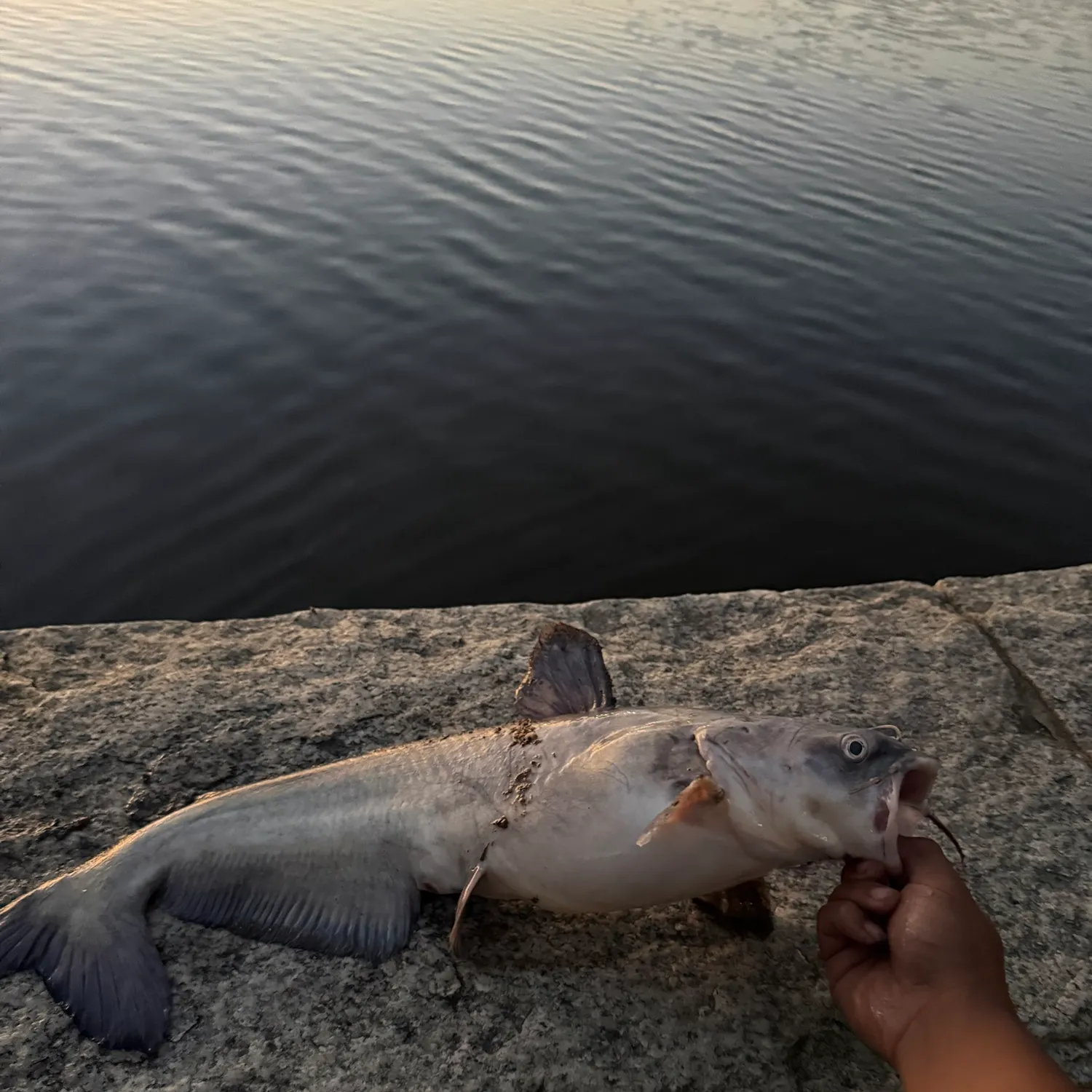 Blue catfish caught on Fishbrain