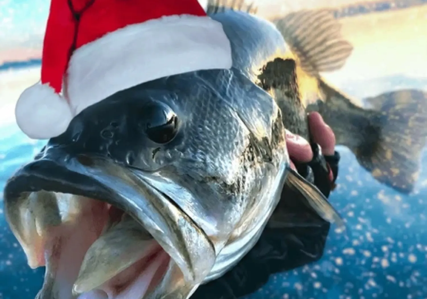 Christmas wrasse