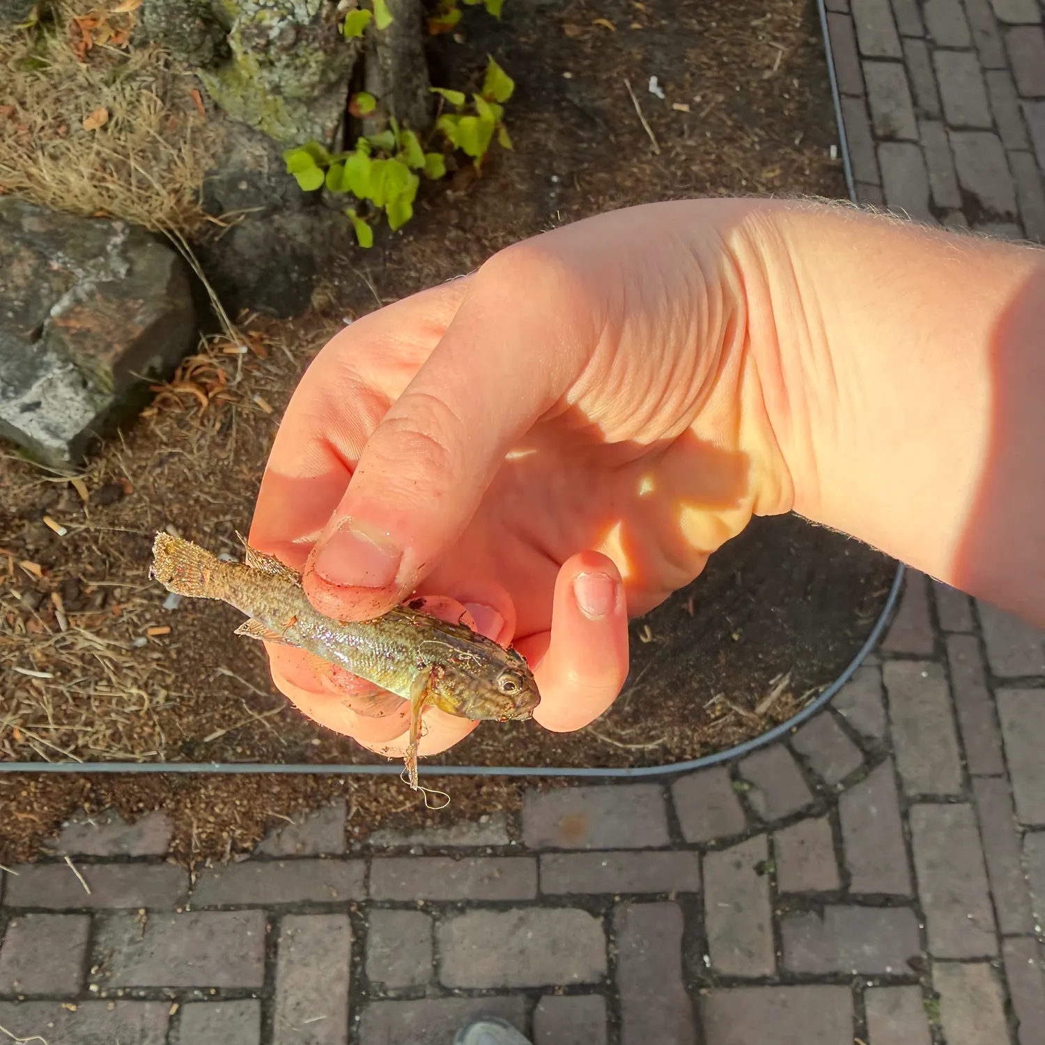 Round goby caught on Fishbrain