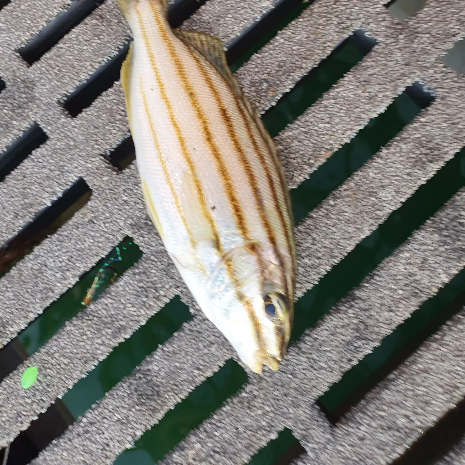 The most recent Four-lined Grunter catches on Fishbrain