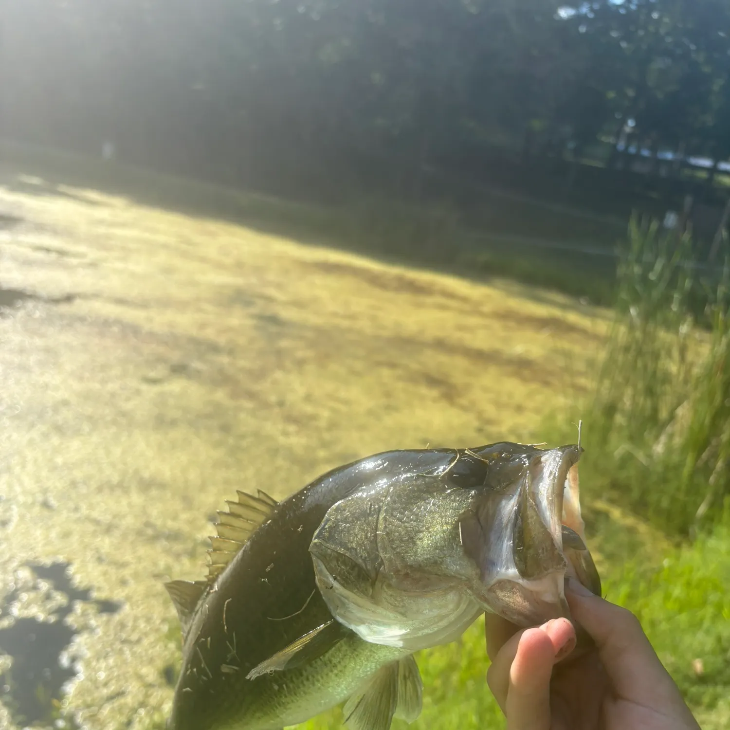 Largemouth bass caught on Fishbrain