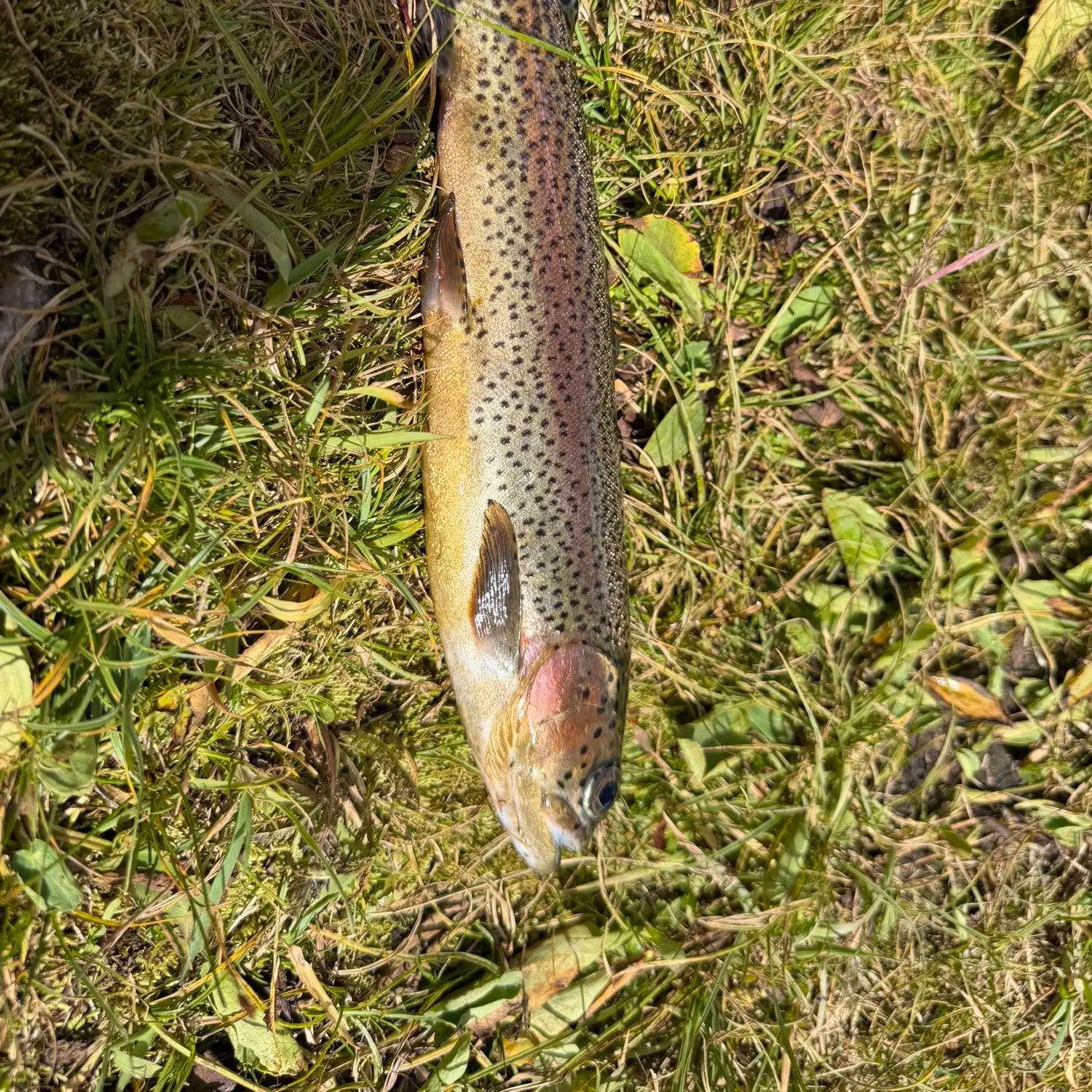 Cutbow caught on Fishbrain