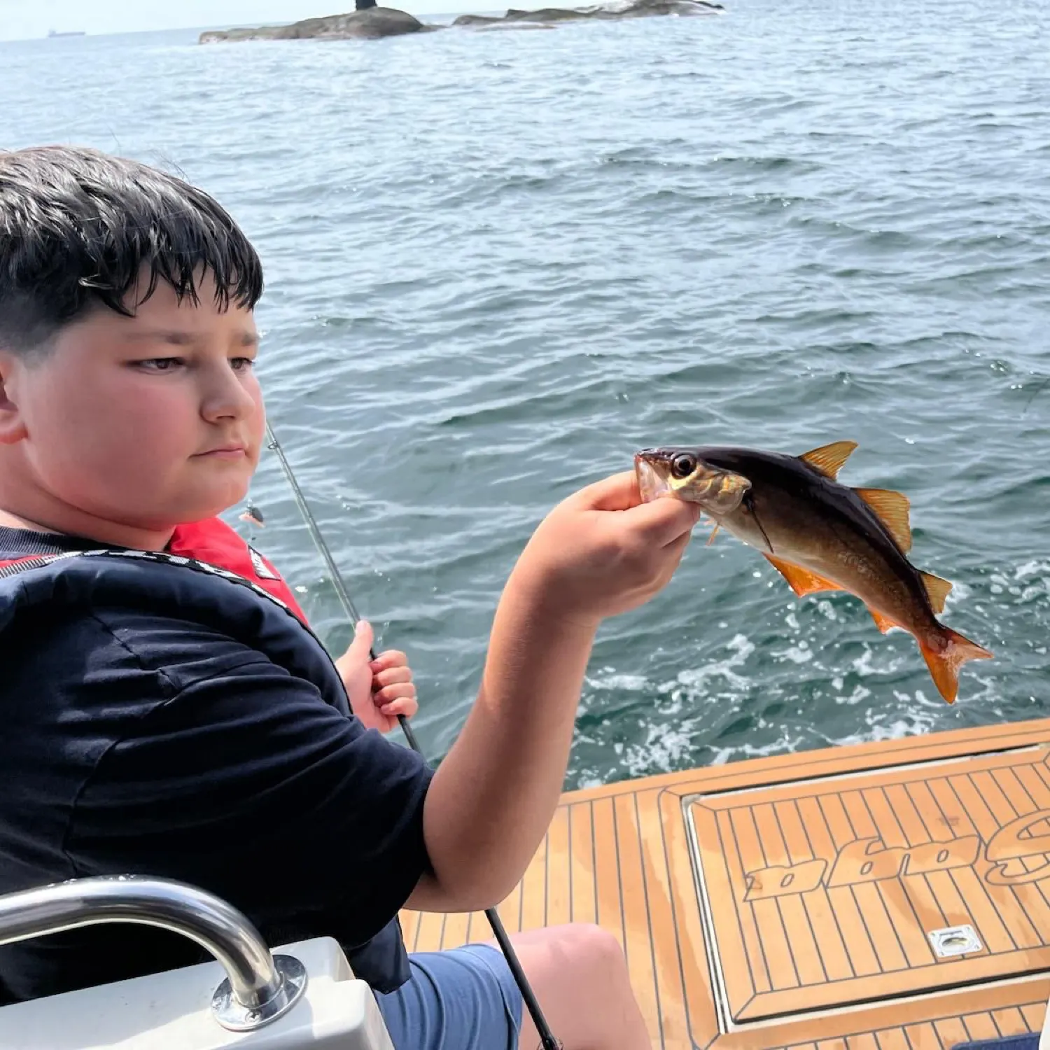The most recent Pollack catches on Fishbrain