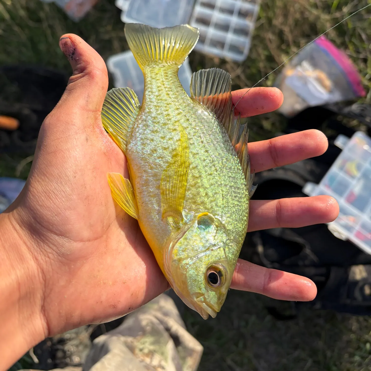 Redear sunfish caught on Fishbrain