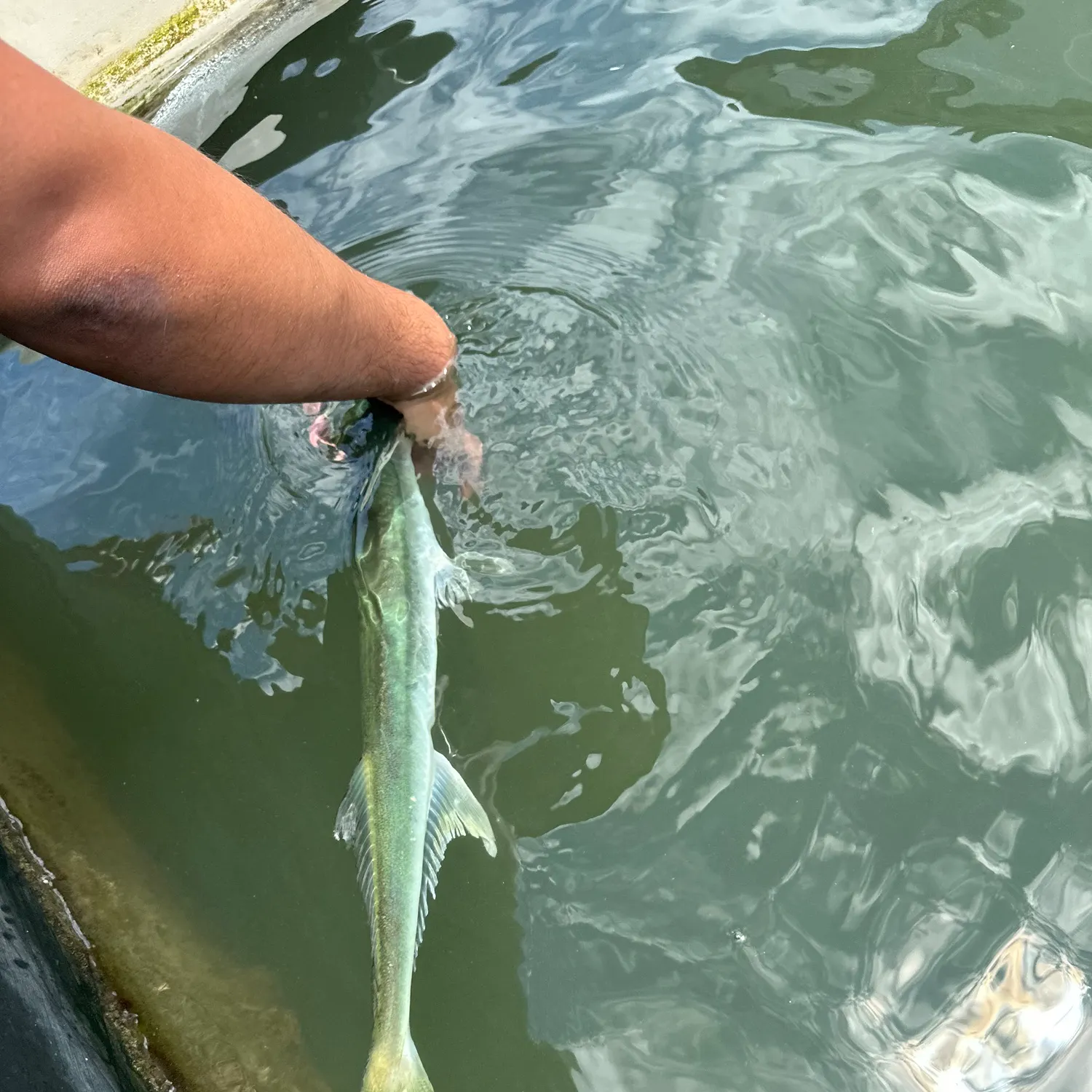The most recent Hound needlefish catches on Fishbrain