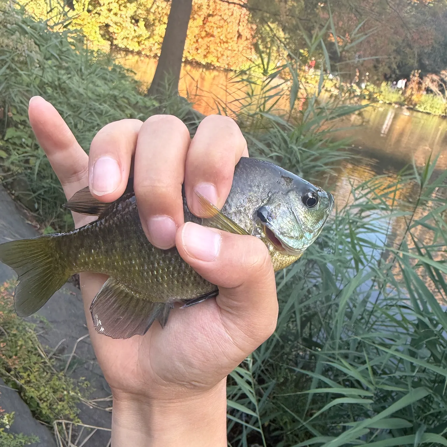 Bluegill caught on Fishbrain