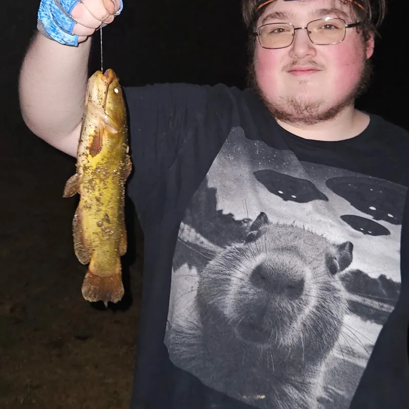 Yellow bullhead caught on Fishbrain