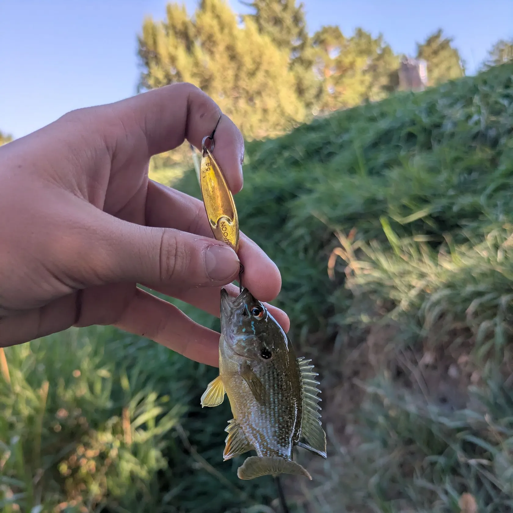 Green sunfish caught on Fishbrain