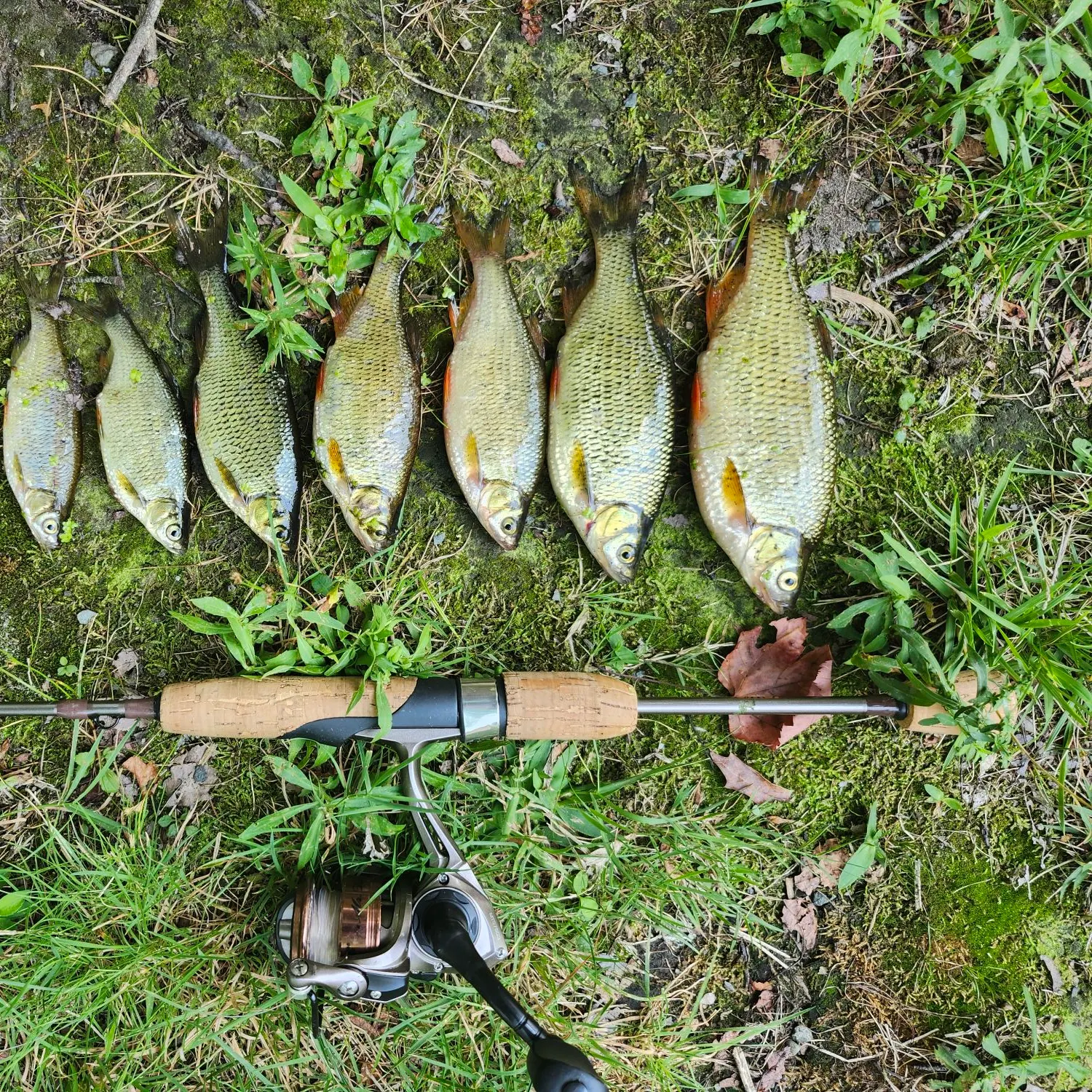 Golden shiner caught on Fishbrain