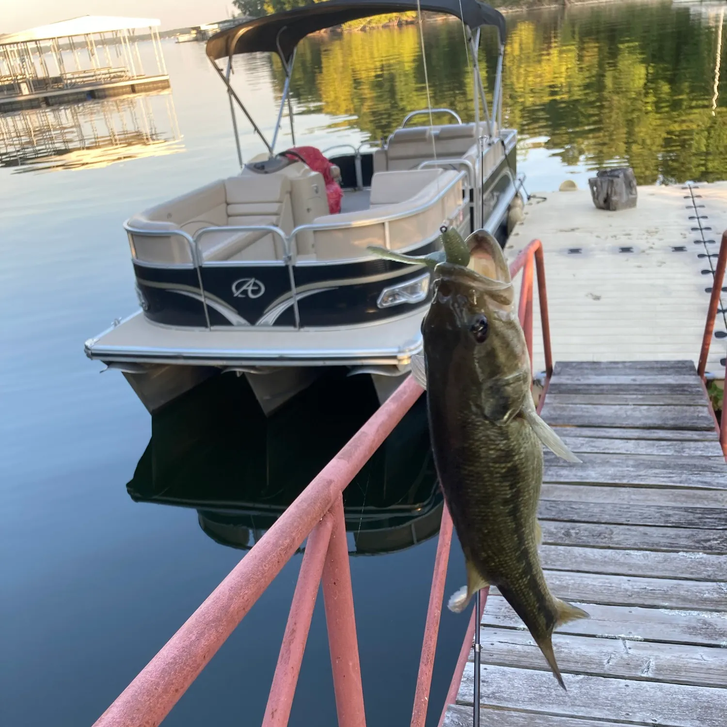 Largemouth bass caught on Fishbrain