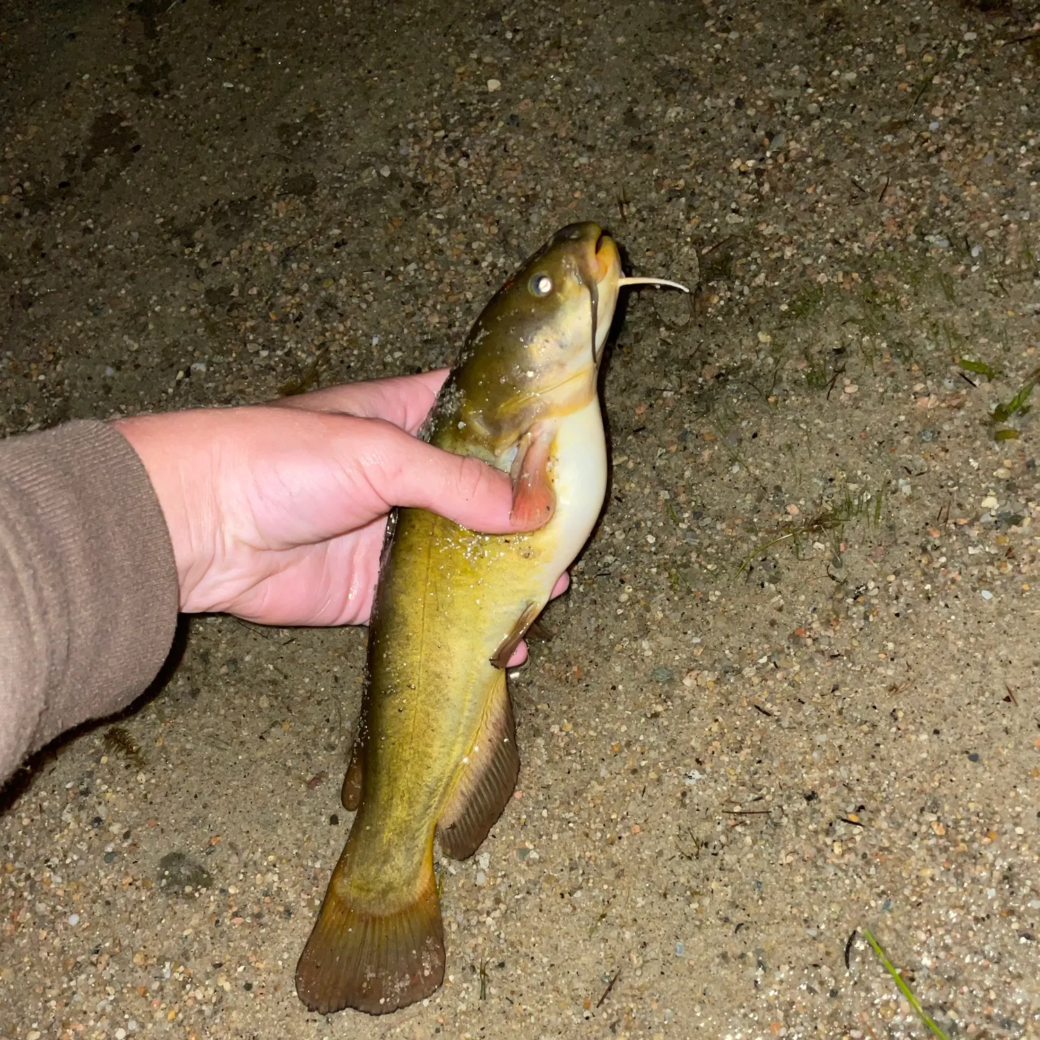 Yellow bullhead caught on Fishbrain