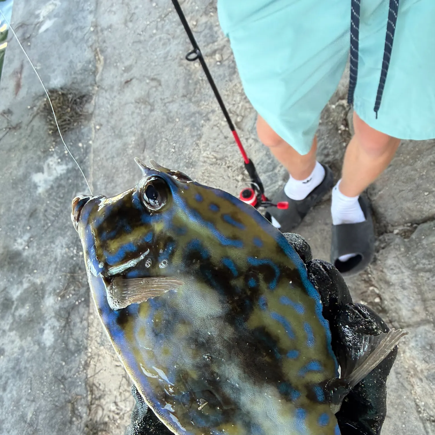 The most recent Scrawled cowfish catches on Fishbrain