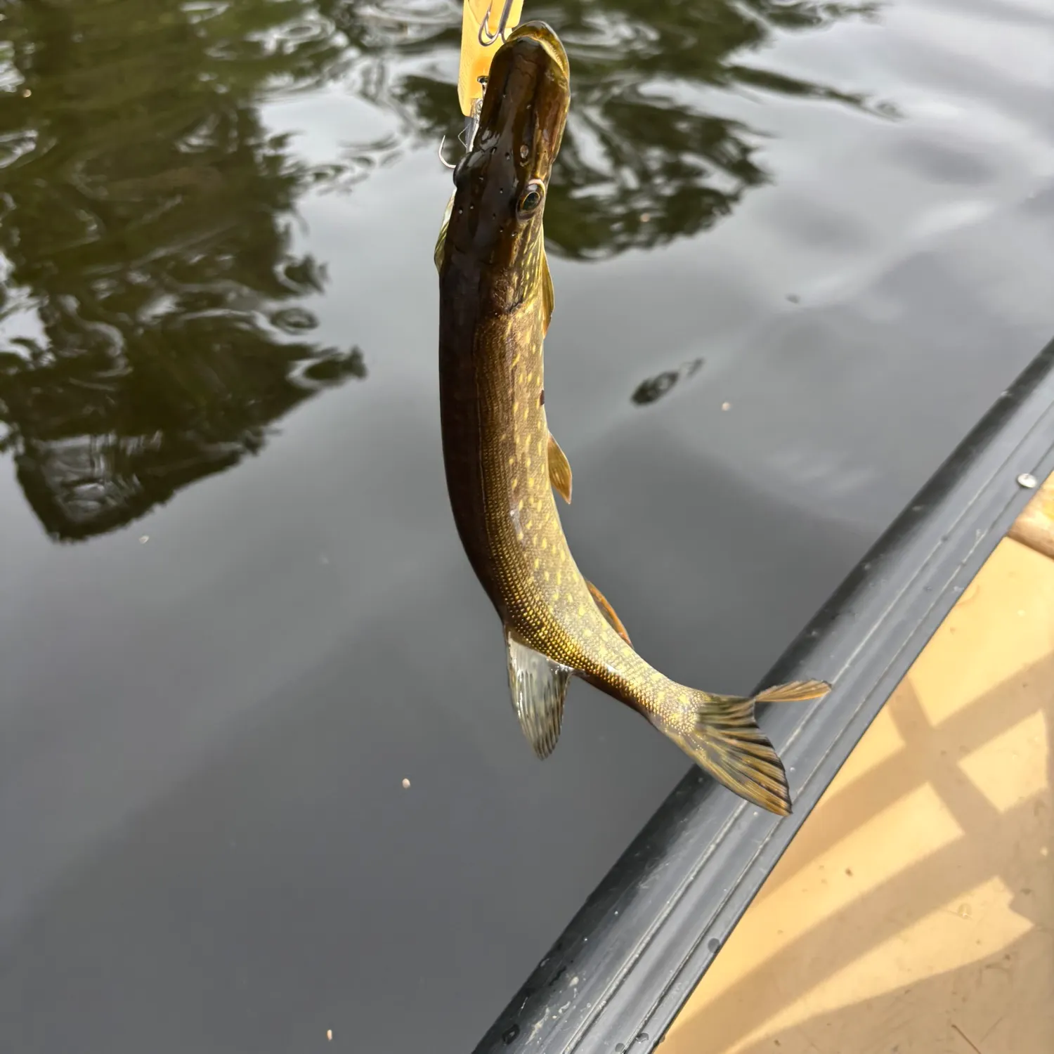 Northern pike caught on Fishbrain