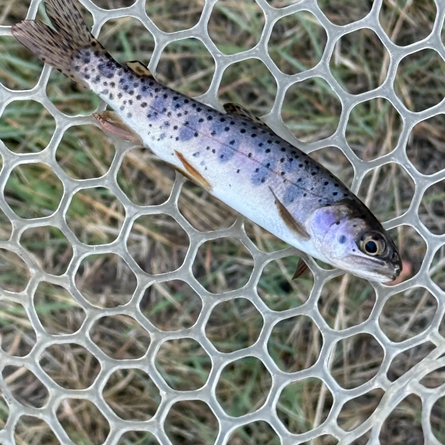 Yellowstone cutthroat trout caught on Fishbrain