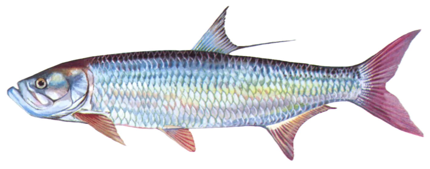 Tarpon