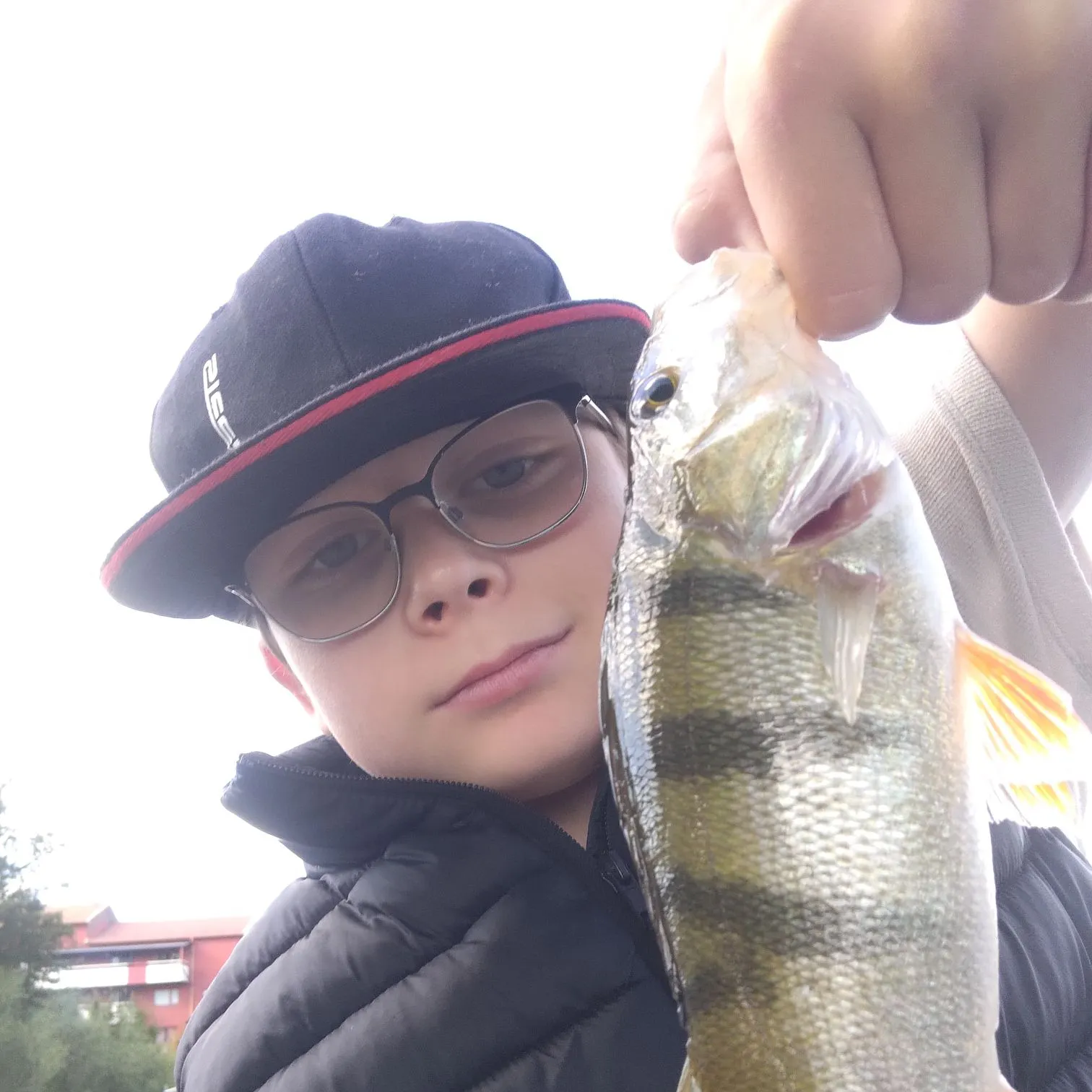 European perch caught on Fishbrain