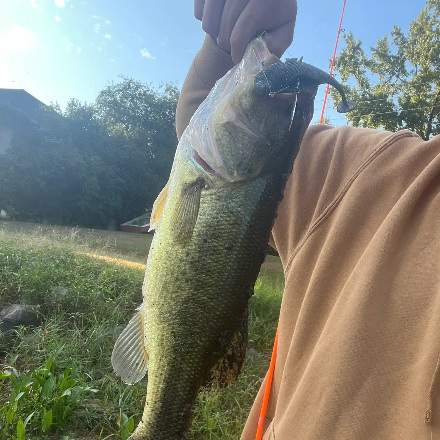 Largemouth bass caught on Fishbrain