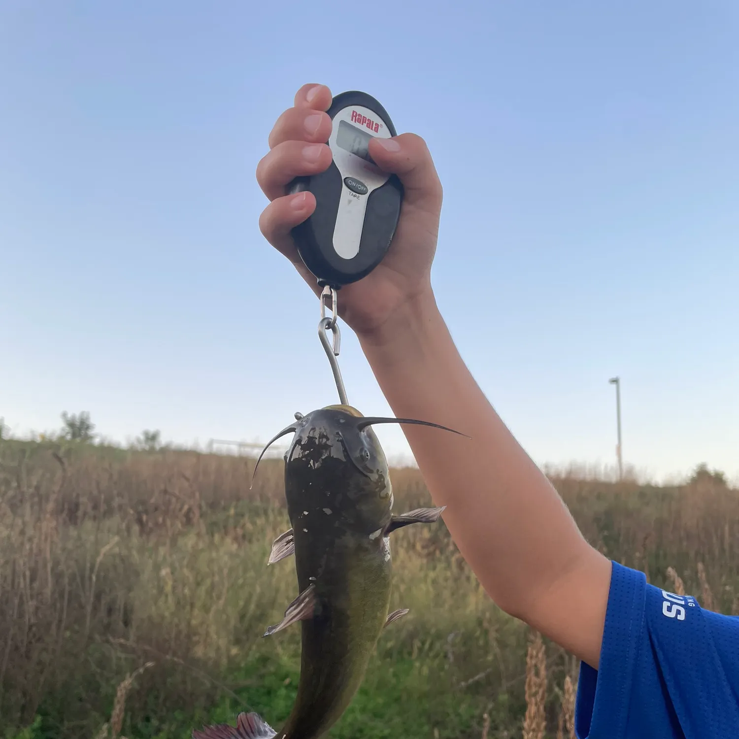 Black bullhead caught on Fishbrain