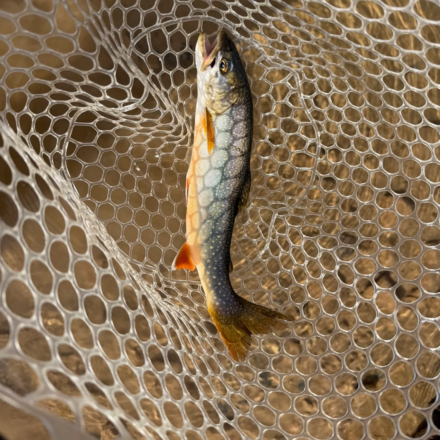 The most recent Splake catches on Fishbrain