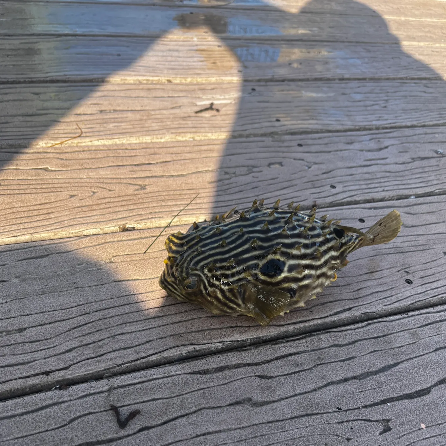 The most recent Striped burrfish catches on Fishbrain