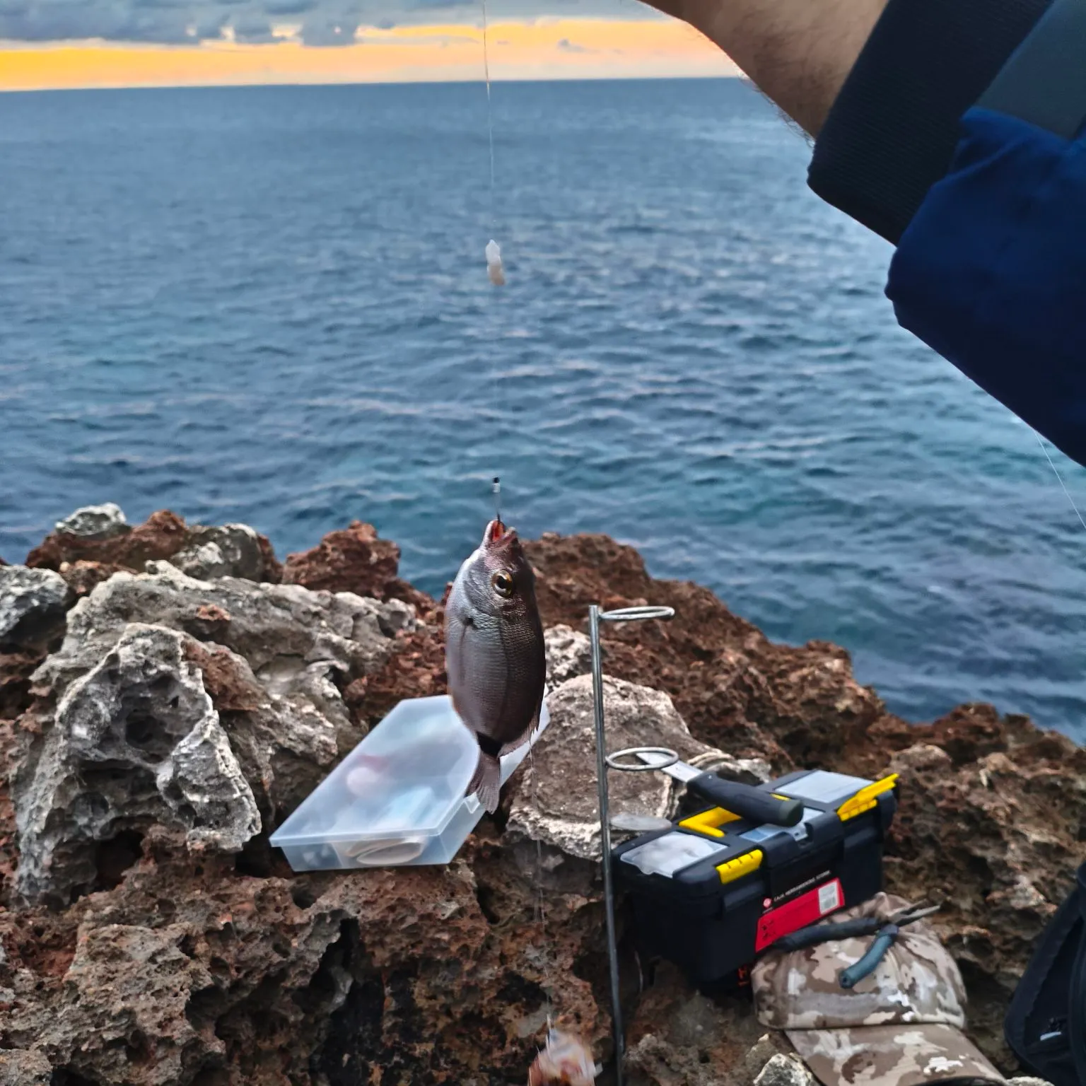 White seabream caught on Fishbrain