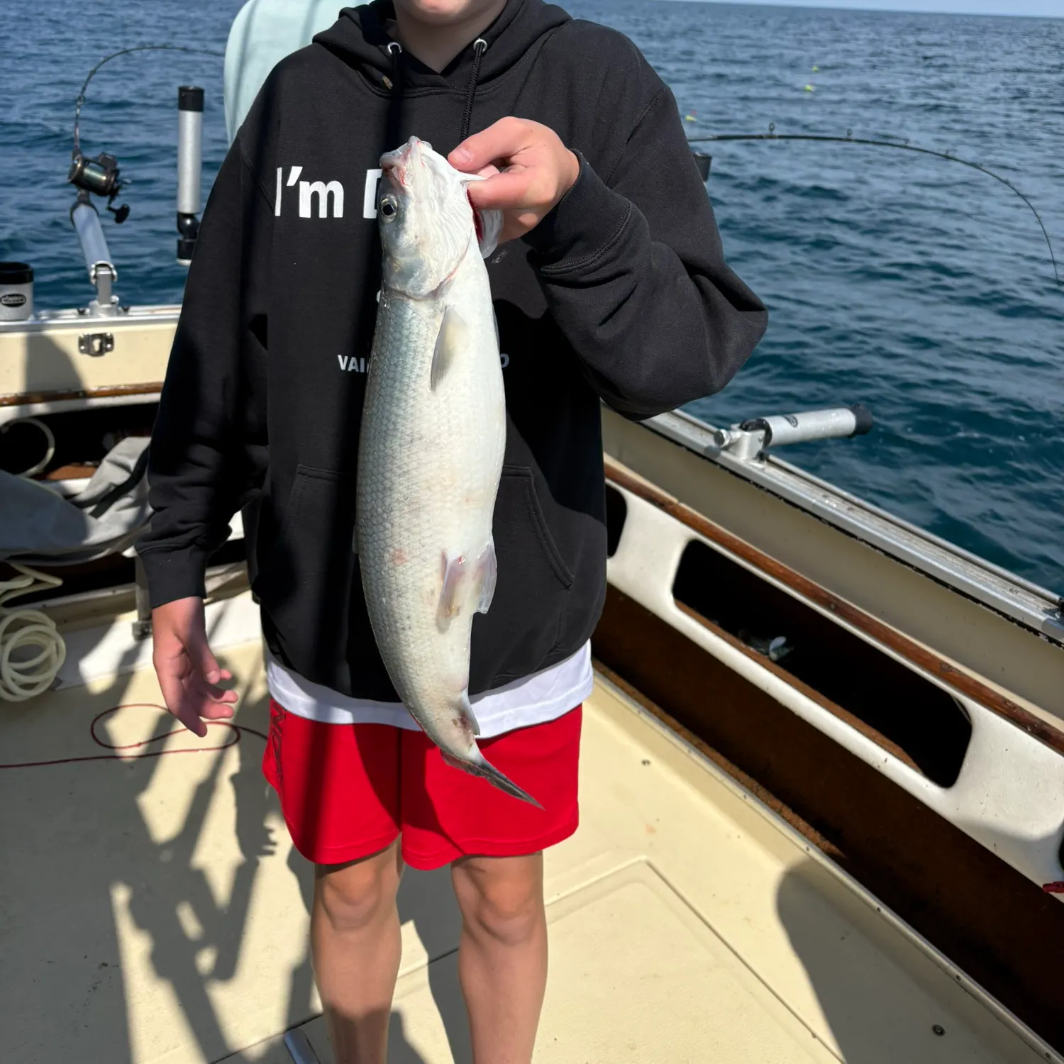 The most recent Northern cisco catches on Fishbrain