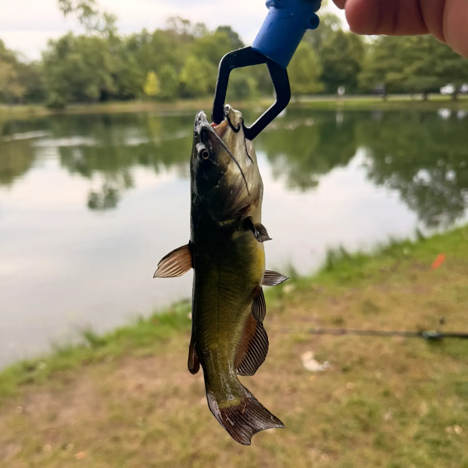 Black bullhead caught on Fishbrain