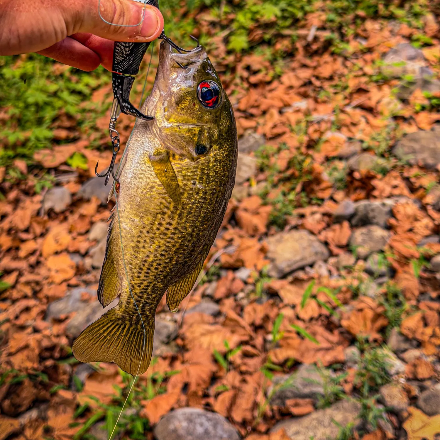 Rock bass caught on Fishbrain