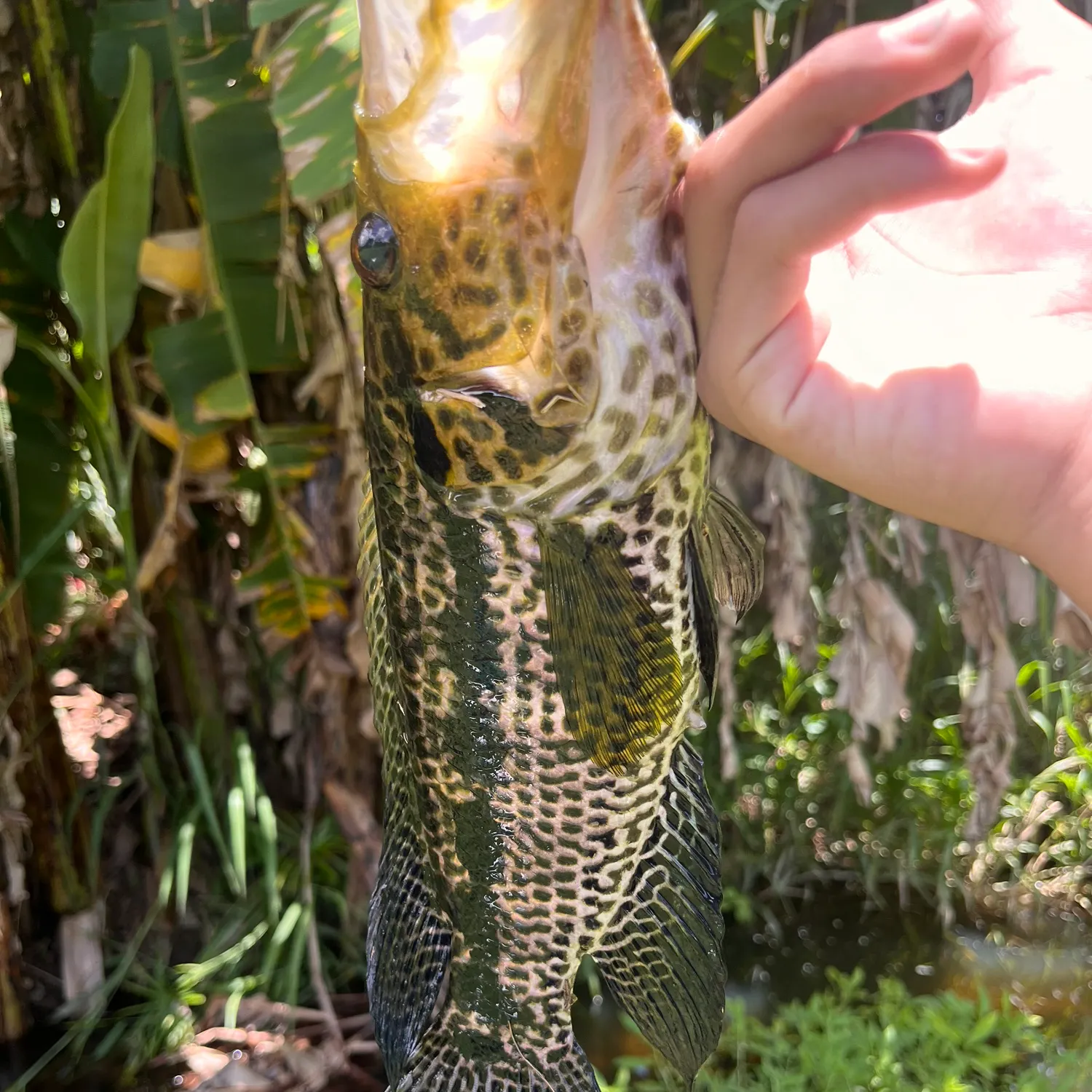 The most recent Jaguar cichlid catches on Fishbrain