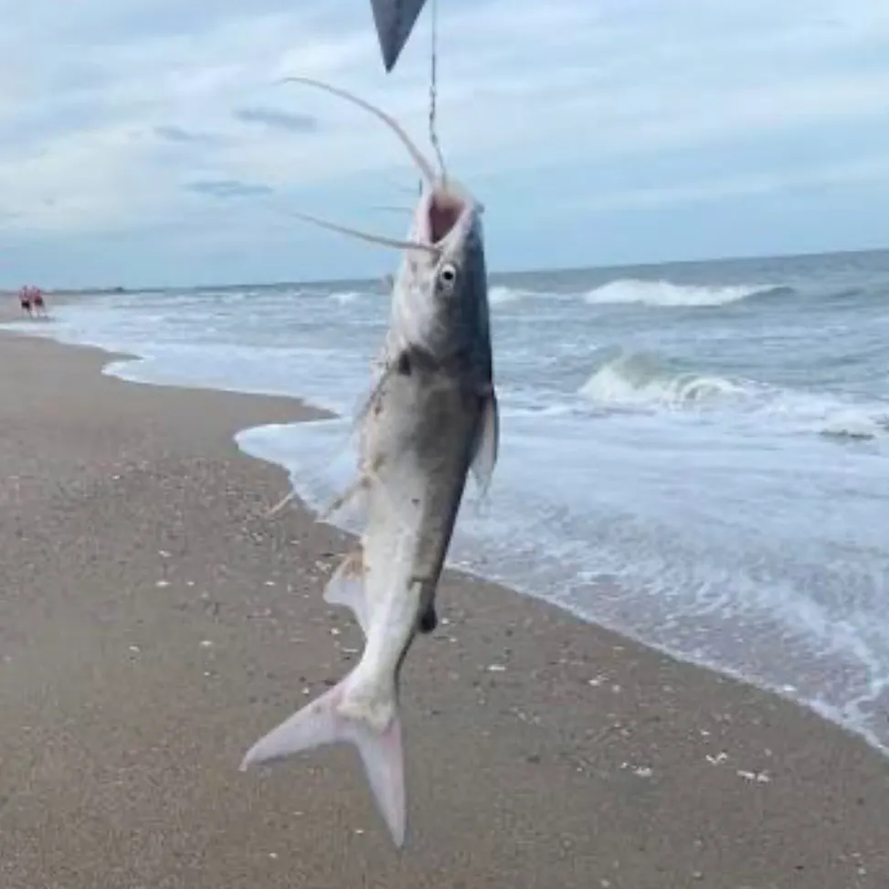 The most recent Coco sea catfish catches on Fishbrain