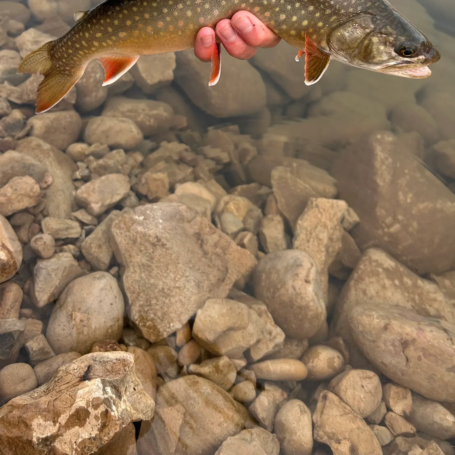 The most recent Splake catches on Fishbrain