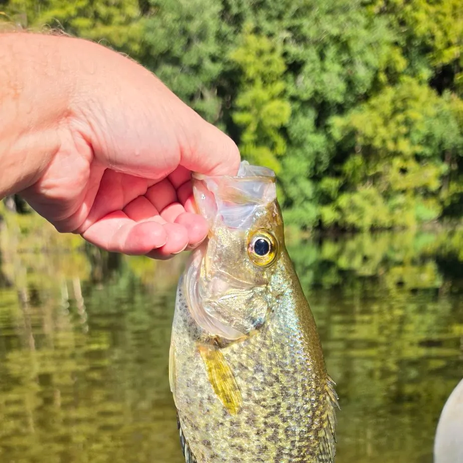 Black crappie caught on Fishbrain