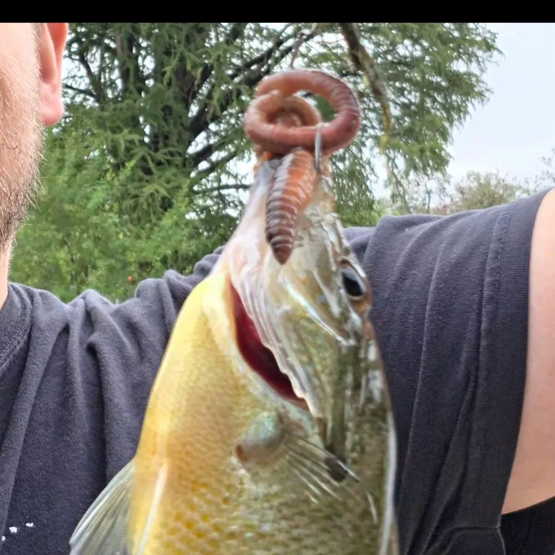 Redbreast sunfish caught on Fishbrain