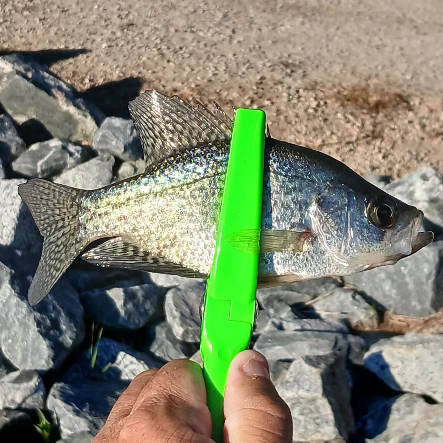 Black crappie caught on Fishbrain