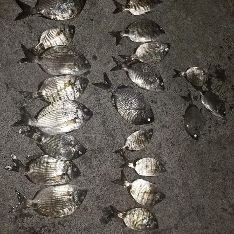 recently logged catches