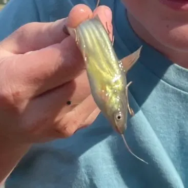 Yellow bullhead caught on Fishbrain