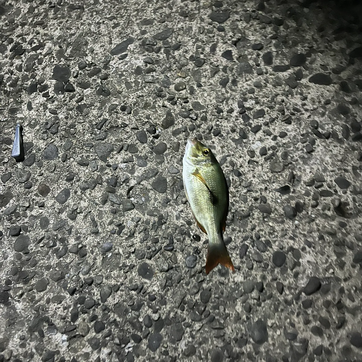 The most recent Trumpet emperor catches on Fishbrain