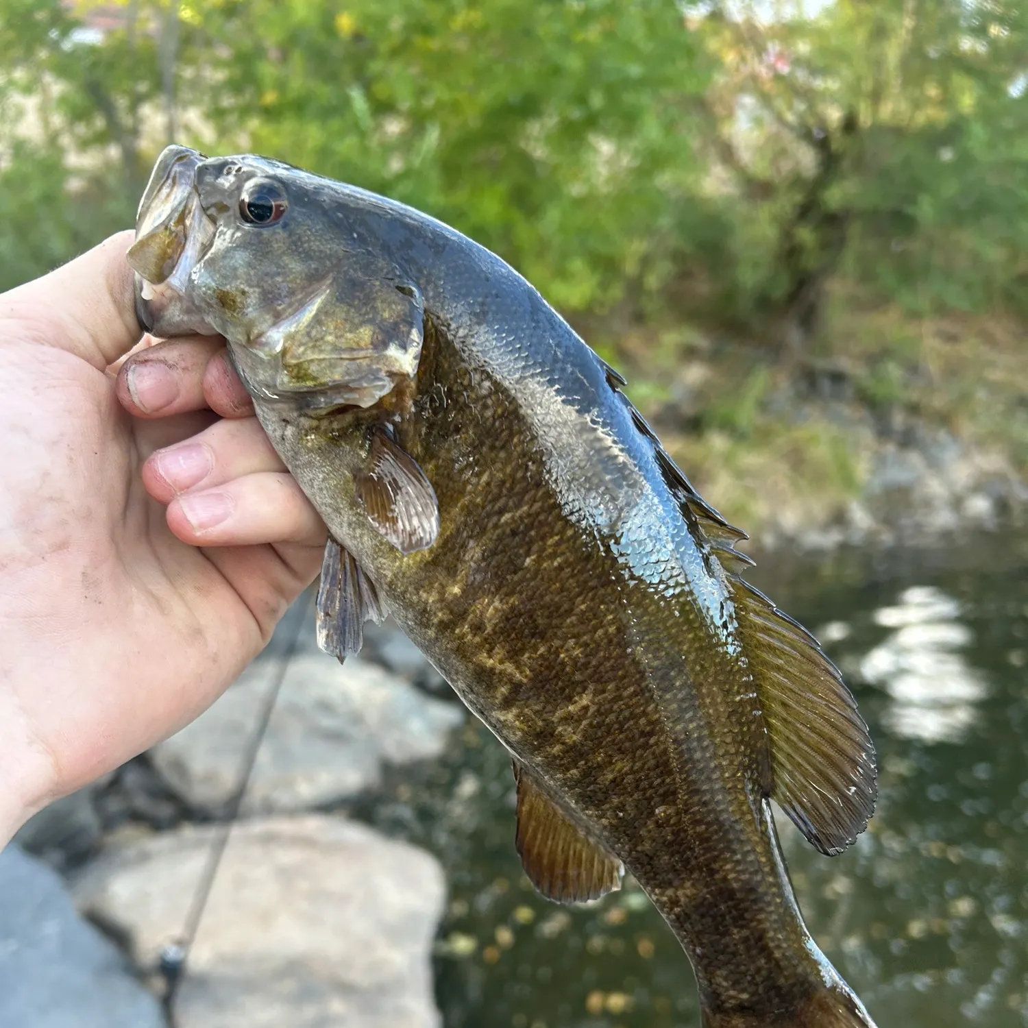 Smallmouth bass caught on Fishbrain