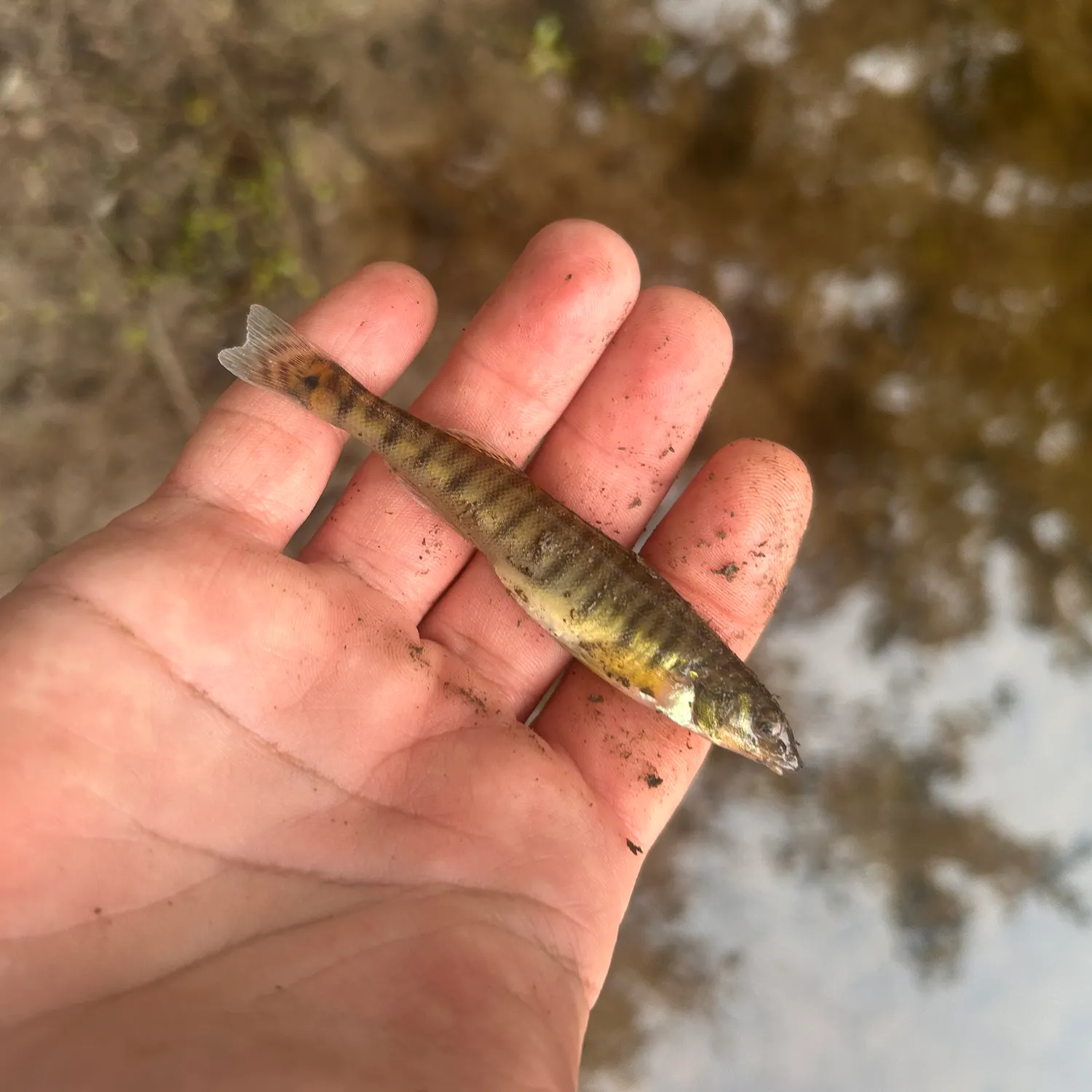 The most recent Common logperch catches on Fishbrain