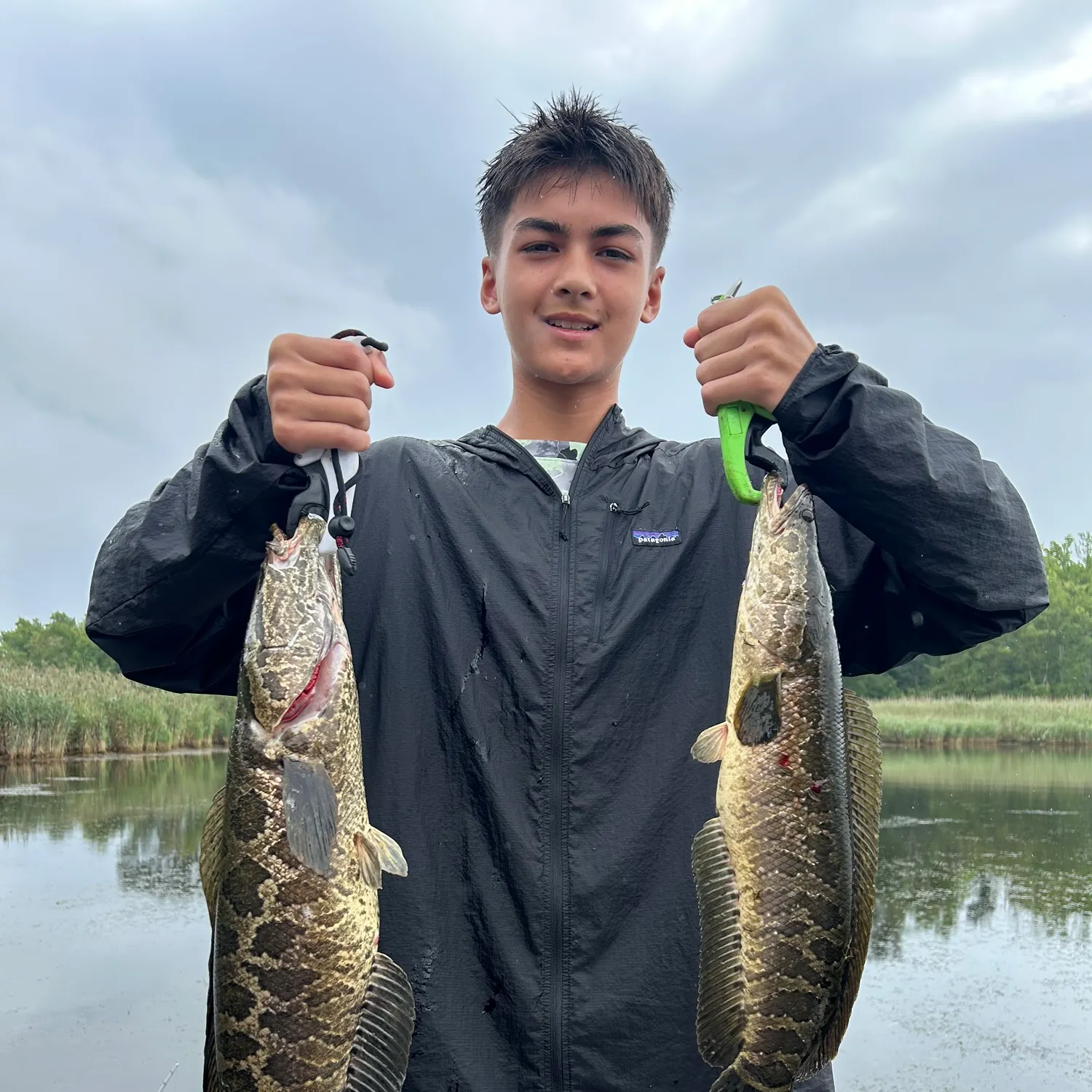 Northern snakehead caught on Fishbrain