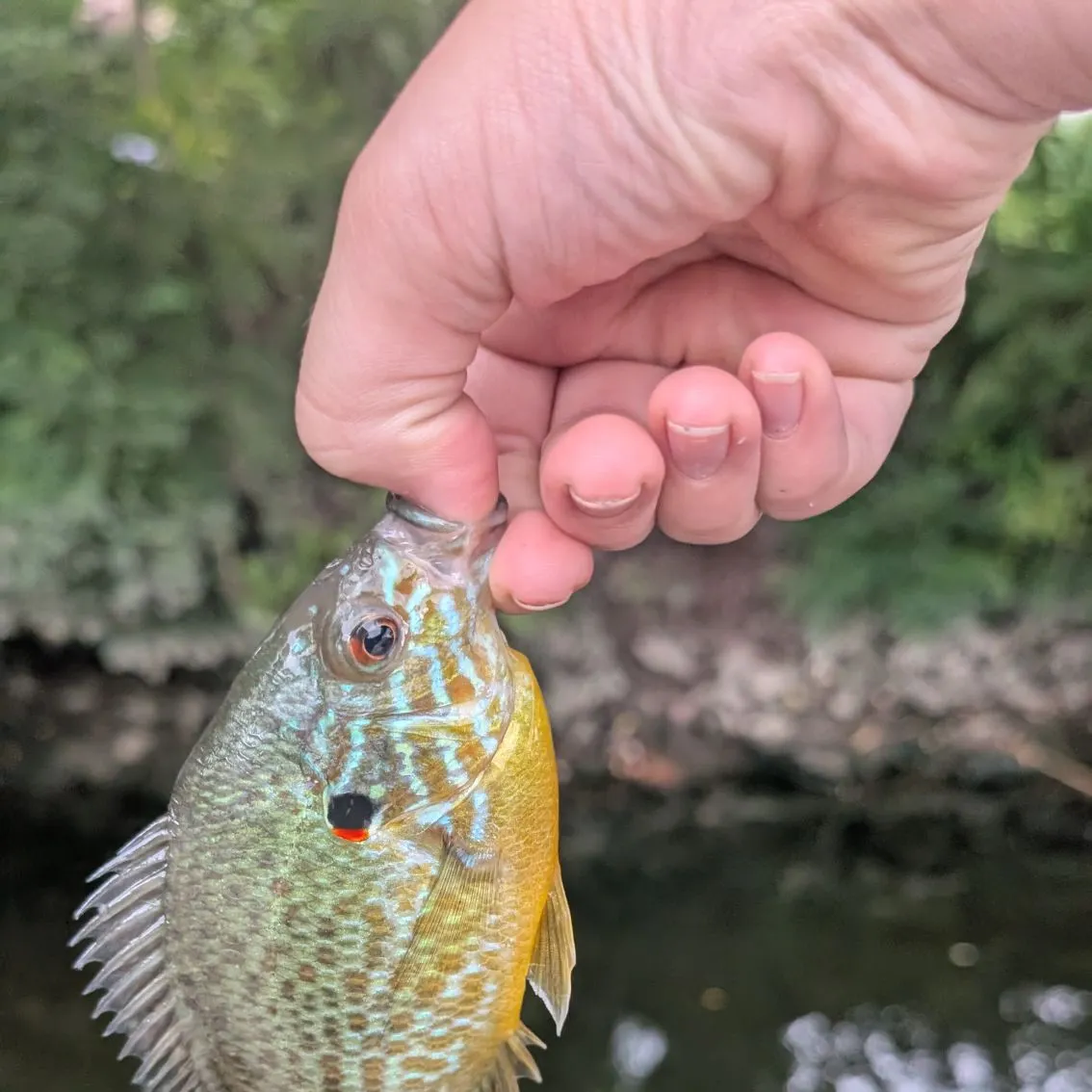 Pumpkinseed caught on Fishbrain