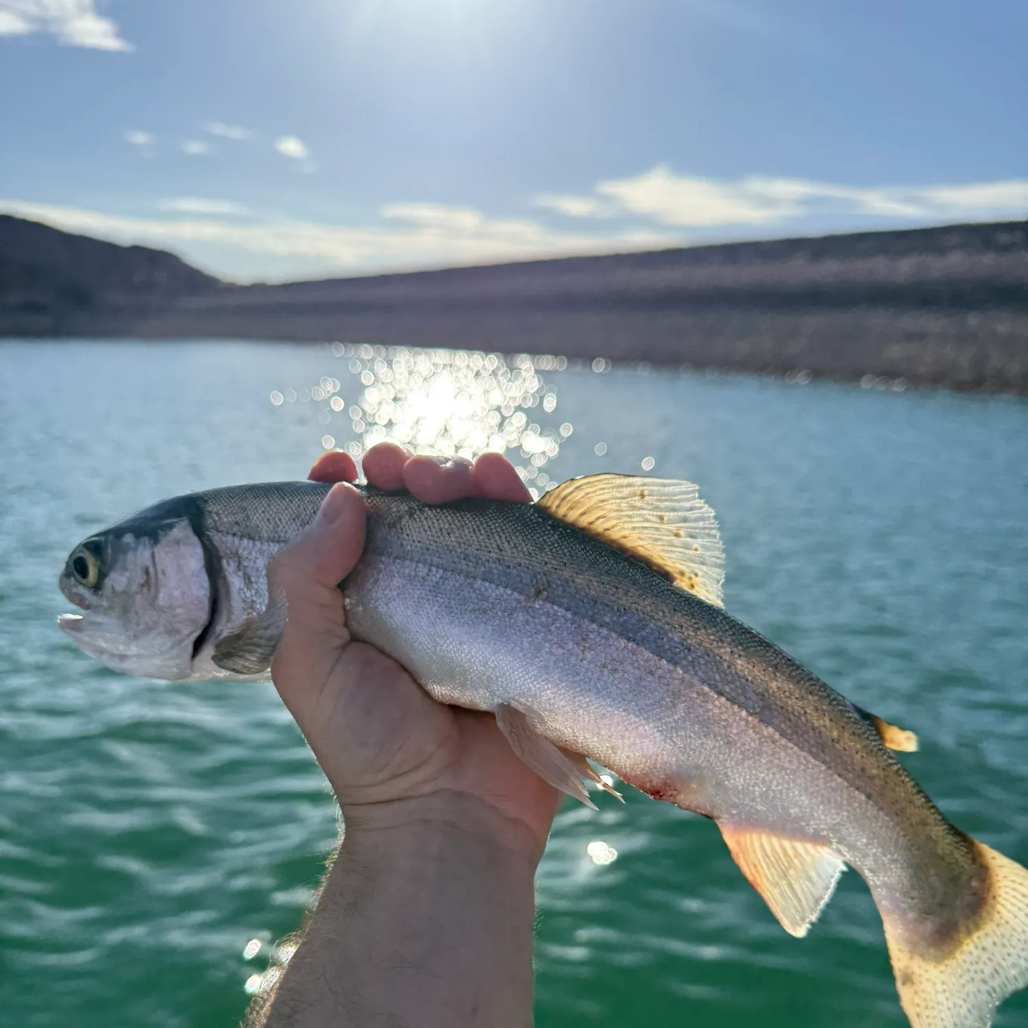 Rainbow trout caught on Fishbrain