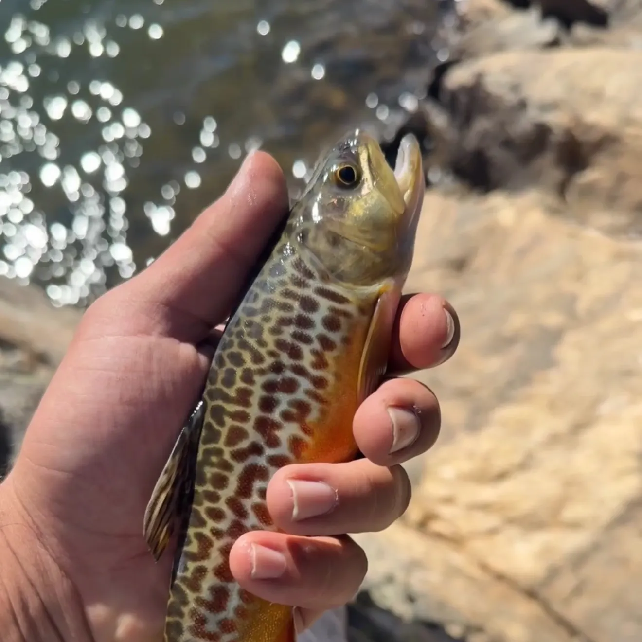 The most recent Tiger trout catches on Fishbrain